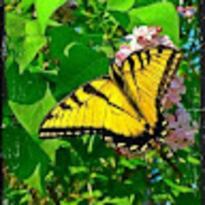 Meet your Posher, Carleen